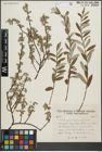 Foto von Salix repens L.